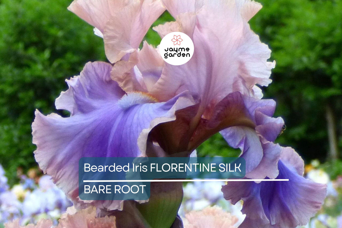 Bearded Iris Florentine Silk Bareroot Rhizome - Pink Lavender Purple Blooms, Fragrant, Deer-Resistant, Iris germanica 'Florentine Silk'