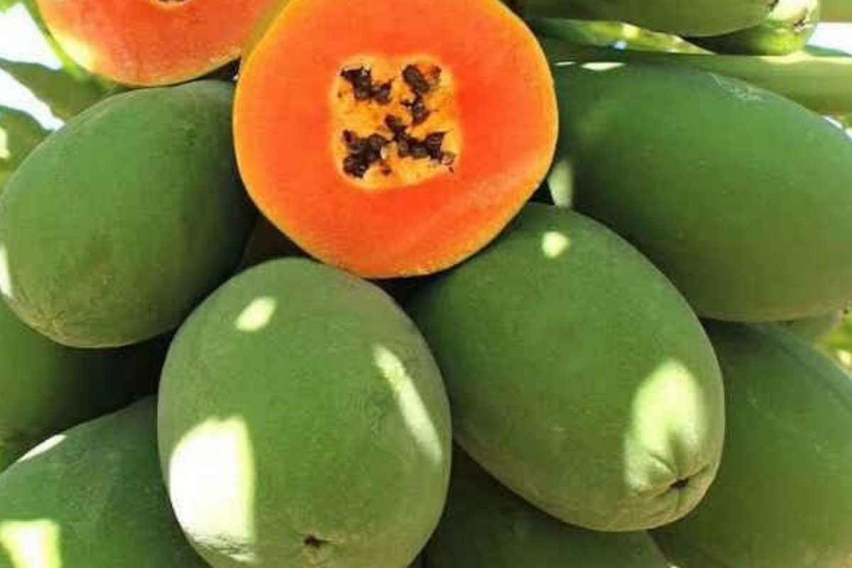 30 PCS Papaya Seeds E19 - Dwarf Hovey Carica L. - Rare Fruit Tree Seeds for Bonsai & Outdoor Gardening, Subtropical Perennial