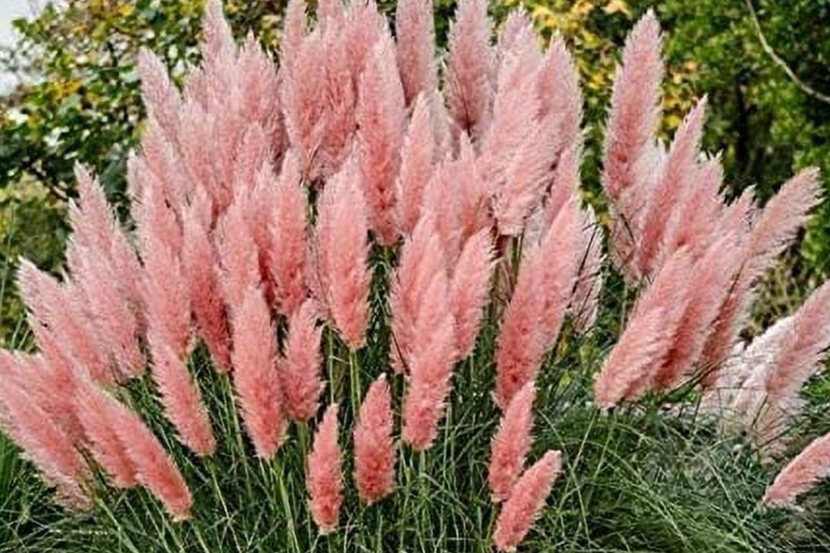 100 PCS Pink Pampas Grass Seeds, Ornamental Grass, Cortaderia Selloana, Air Purifying, DIY Home Gardening, Perennial Seeds