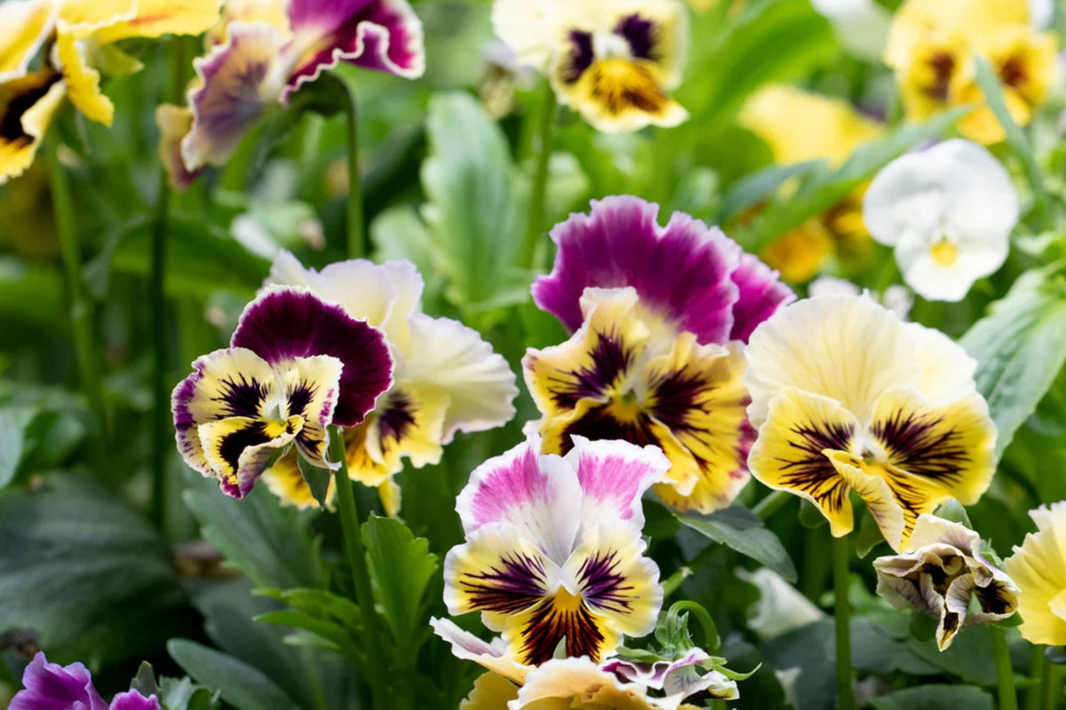 Rococo Mix Pansy Seeds - 200+ Heirloom Viola Flower Seeds, Cold-Hardy Cool Weather Blooms, Pollinator-Friendly, Viola cornuta