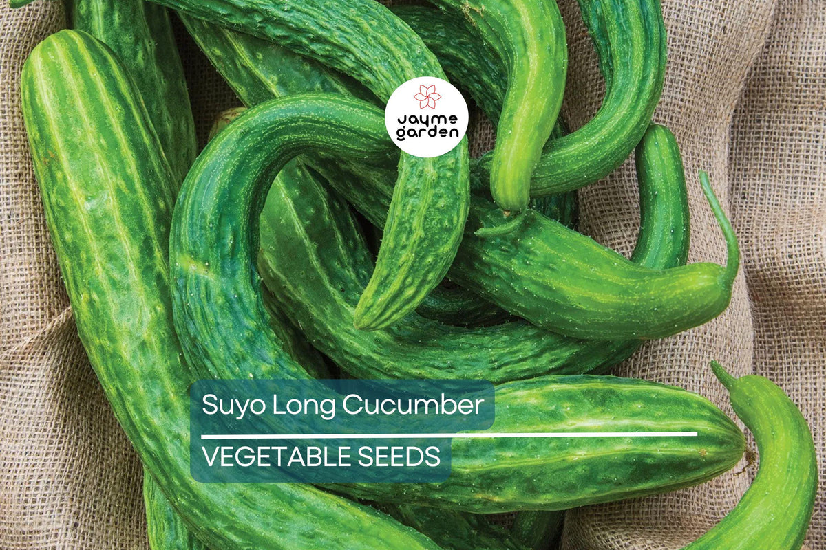 100+ Suyo Long Cucumber Seeds - Heirloom, Burpless, Organic, Non-GMO, Cucumis sativus - Rare Asian Variety for Fresh Eating & Pickling
