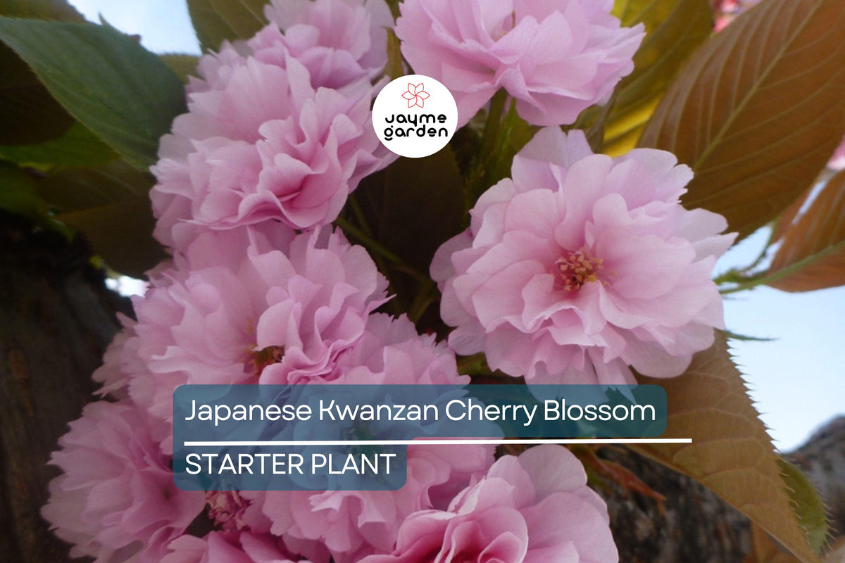 Kwanzan Cherry Blossom Starter Plant 8-10” Live Tree Prunus serrulata Double Pink Blooms Japanese Ornamental Tree