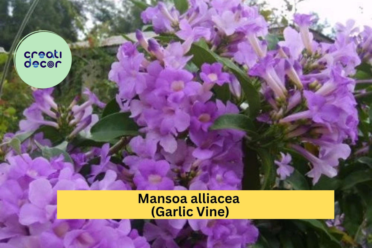 Garlic Vine Plant - 1 Live Semi-Tropical Flowering Vine with Purple Trumpet Blooms - Mansoa alliacea - Ornamental Garden Climber