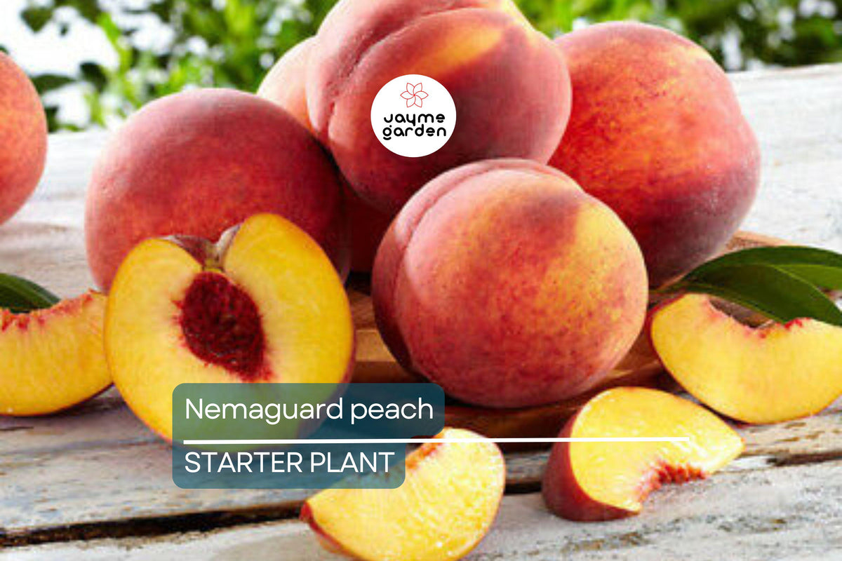 Nemaguard Peach Starter Plant 6-8 Inches | Live Healthy Seedling | Prunus Persica | Deciduous Fruit Tree for Landscaping