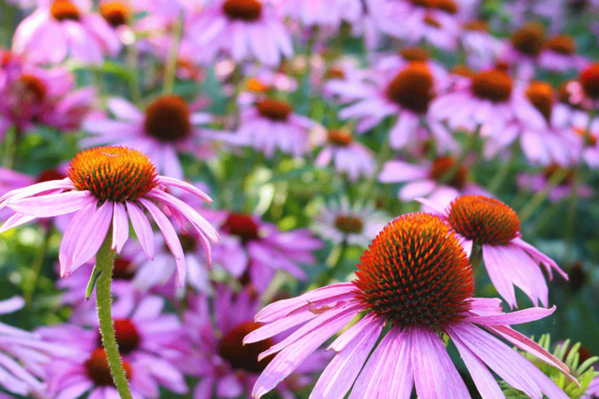 Echinacea Seeds 200 PCS Purple Coneflower Echinacea Purpurea Lavender Bloom Perennial Wildflower Deer Resistant