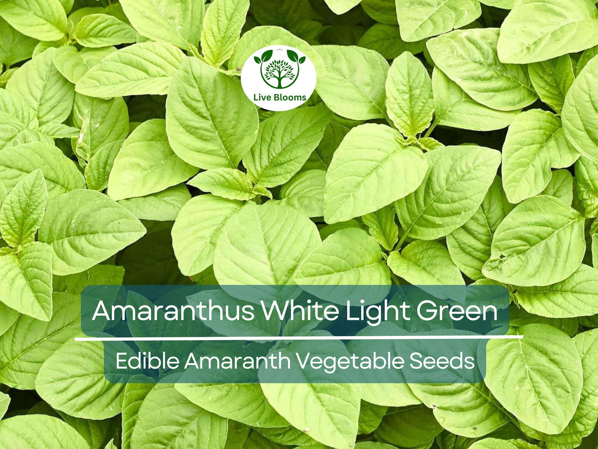 500 Edible Amaranth Seeds - Amaranthus White Light Green - Nutritious Leafy Green for Gardening & Culinary Use