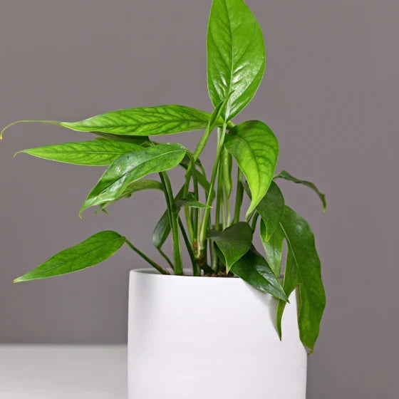 Pothos Starter Plant, Rooted, Baltic Blue, Epipremnum pinnatum, Easy Care Indoor Vine with Unique Blue-Green Leaves