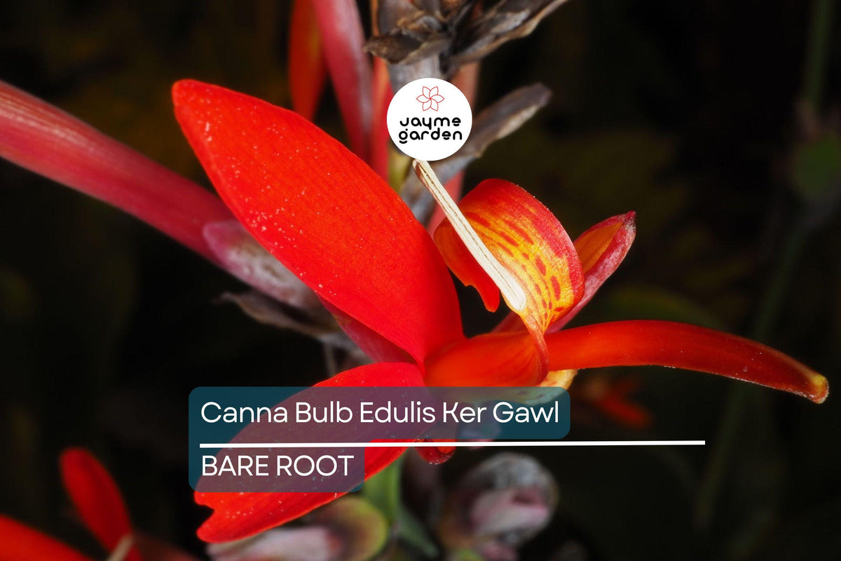 Canna Bulb Edulis Ker Gawl - Bare Root Live Plant, Tropical Canna Lily, Canna edulis for Vibrant Gardens