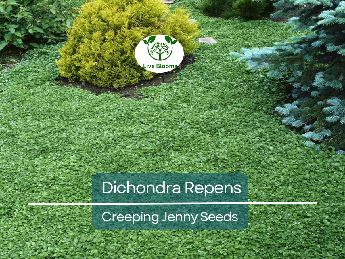 1000 Seeds Dichondra Repens (Creeping Jenny) | Evergreen Perennial Ground Cover | Low Maintenance, Fast Growing Garden Plant