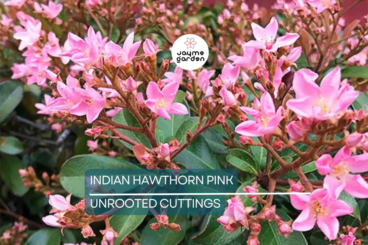 Indian Hawthorne Cuttings - 7 Live 6" Pink Dancer Flowering Shrubs, Evergreen Rhaphiolepis indica, USDA Zones 7-11, Fast-Growing