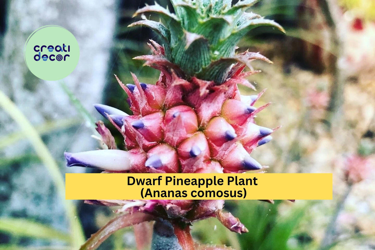 Dwarf Pineapple Plant Starter | Live Rooted Ananas comosus | Tropical Edible Indoor/Patio Décor | Compact Green Foliage