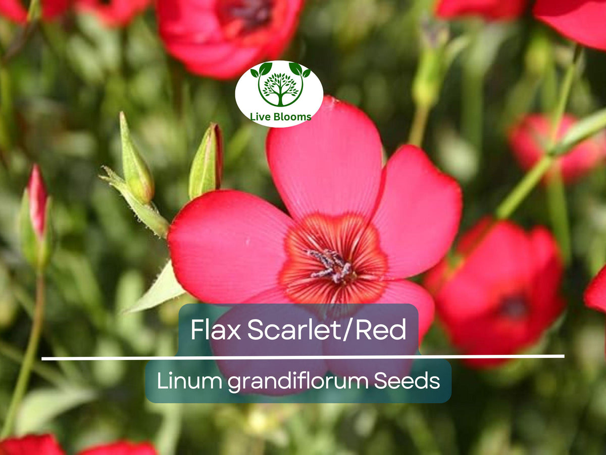 500 Seeds Scarlet Red Flax Wildflower, Non-GMO Annual, Pollinator-Friendly, Partial Shade, Linum grandiflorum