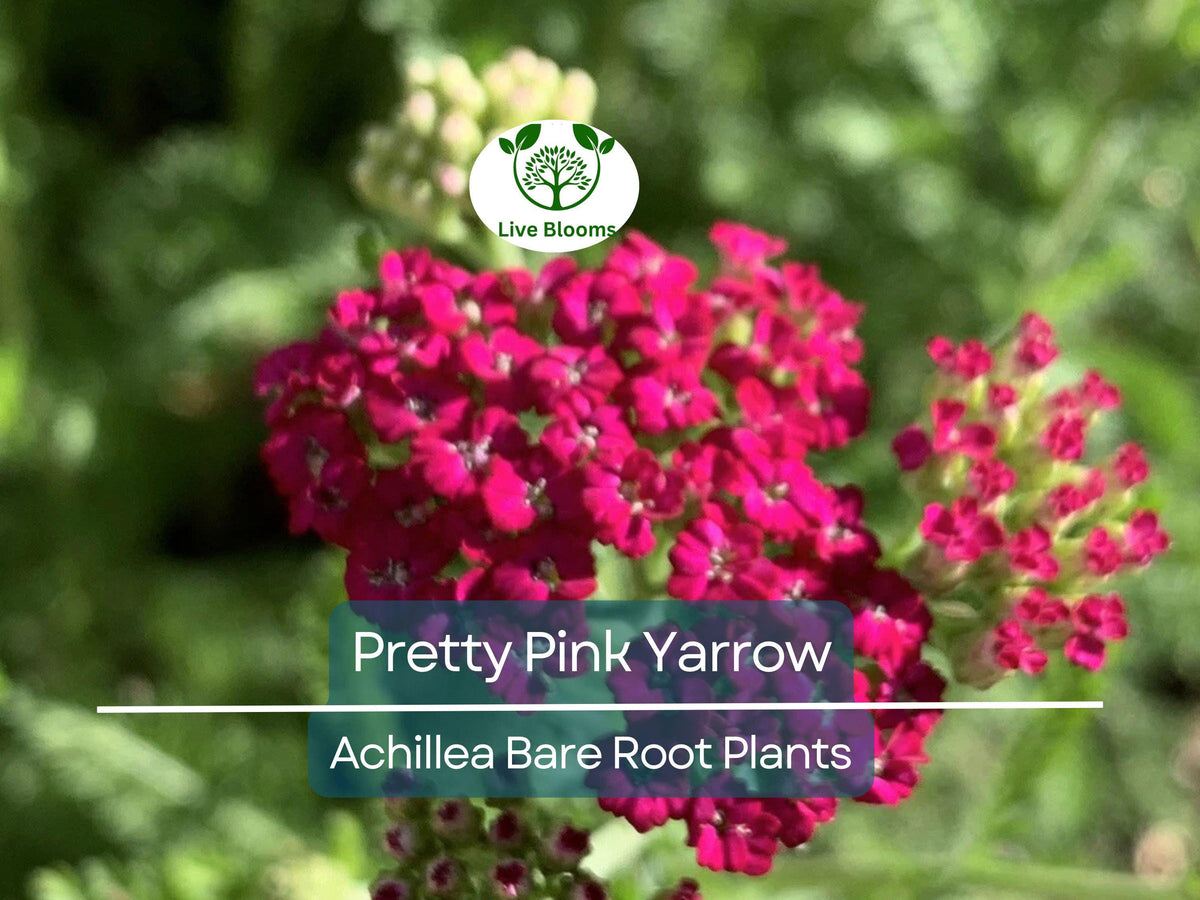 Pretty Pink Yarrow Live Plant - Achillea Millefolium Bare Root Perennial - Drought Tolerant Pollinator Flower