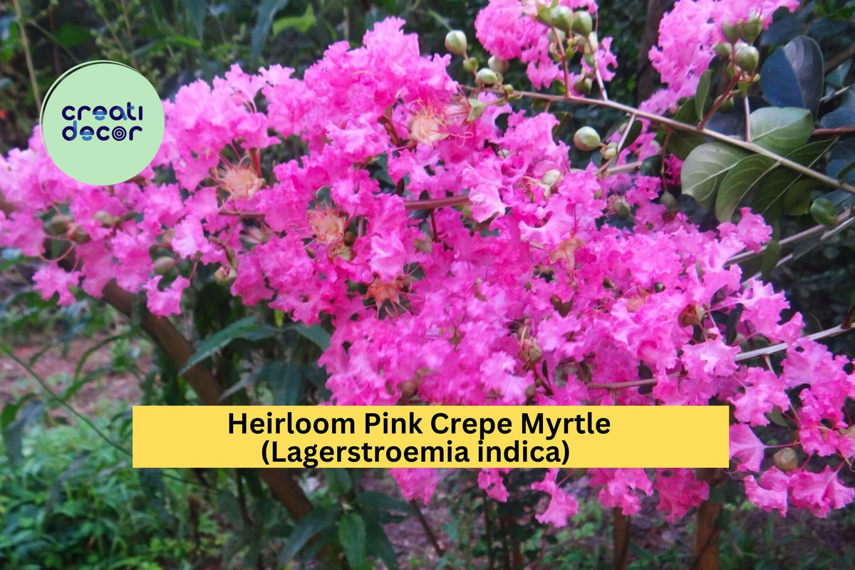 Pink Crepe Myrtle Trees - 2 Live Rooted Heirloom Plants - Lagerstroemia indica - Pink Flowering, Drought-Tolerant, Low-Maintenance