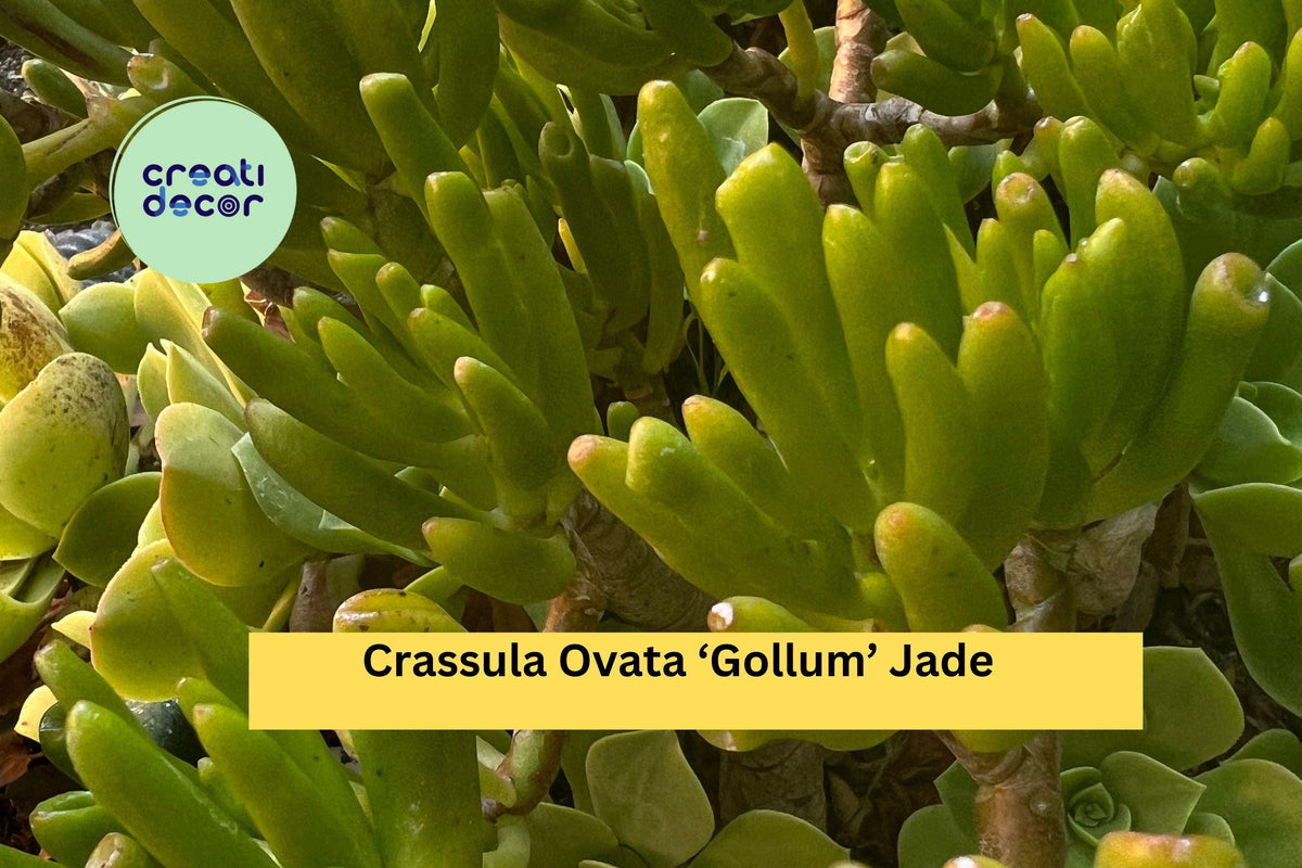 Live Succulent Cuttings - 3 Crassula Ovata ‘Gollum’ Jade Plant - Ogres Ear Hobbit Variety - Easy Care Indoor/Outdoor Plant