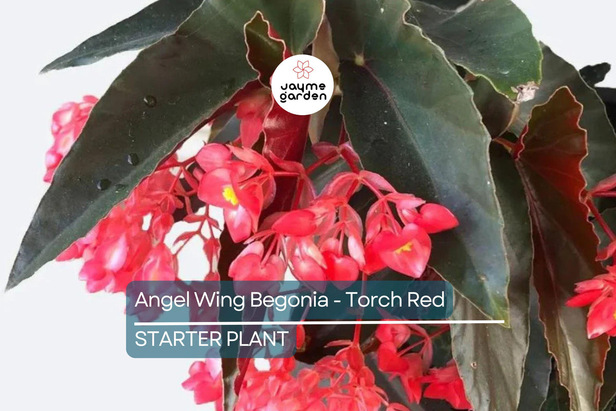 Angel Wing Begonia Plant | 4" Torch Red Tropical Houseplant | Easy Care Indoor Plant | Begonia coccinea - Vibrant Decor