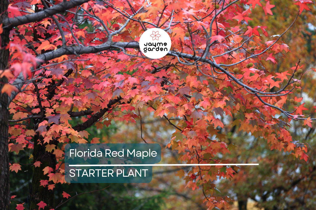 12 Bare Root Florida Red Maple Seedlings 8-15" Acer Rubrum | Fast-Growing Trees with Brilliant Scarlet Autumn Foliage
