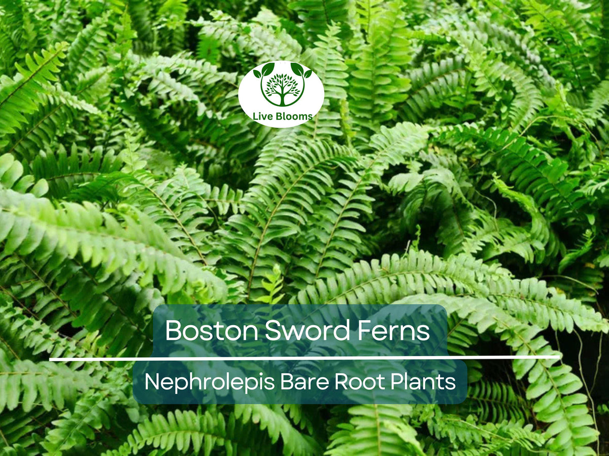 12 Bare Root Boston Sword Ferns Bundle - Nephrolepis exaltata 'Bostoniensis' - Indoor Air Purifier Plants, Bright Green Fronds