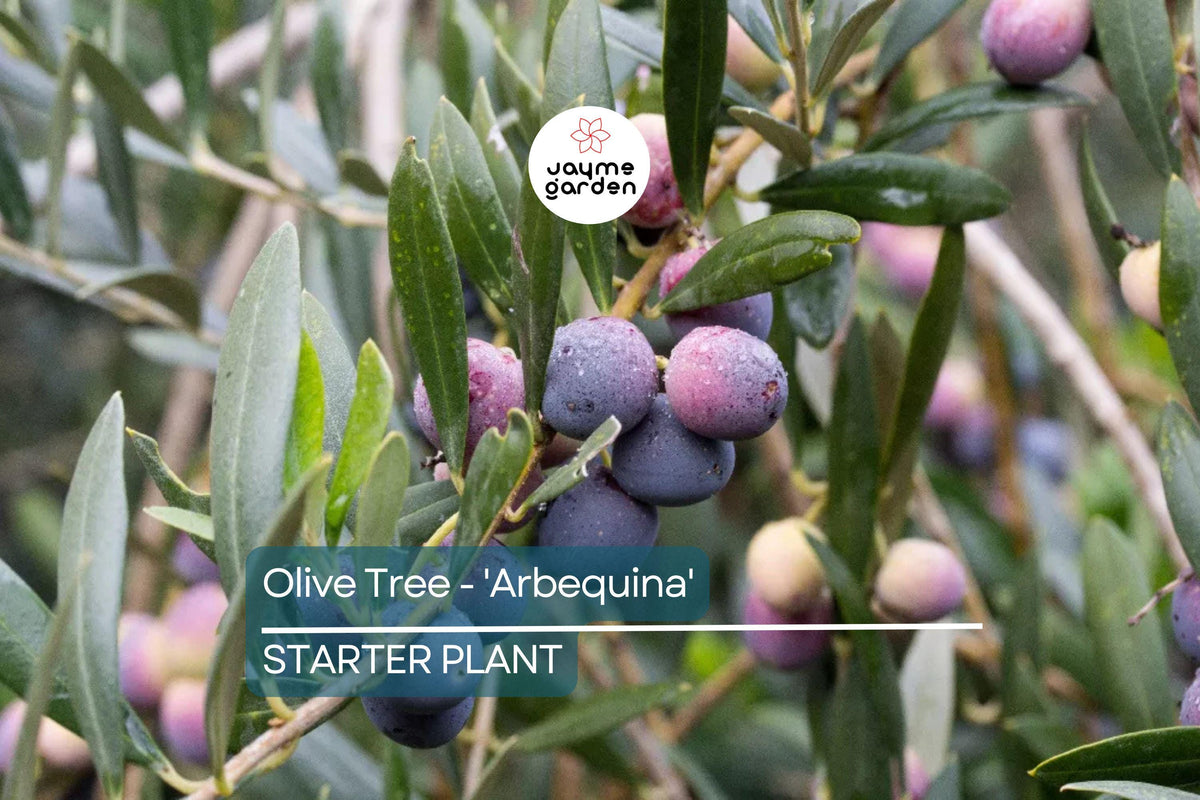 Arbequina Olive Tree Starter - Cold & Drought Tolerant - Olea europaea - Compact 4"-8" Live Plant for Edible Oil & Pickling