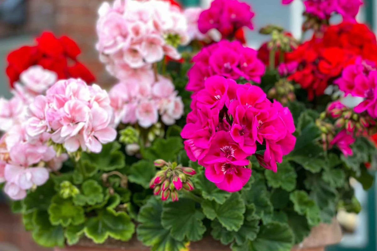 Maverick Mix Geranium Seeds - 25+ Colorful Flower Seeds, Zonal Geranium (Pelargonium × hortorum), Easy to Grow for Containers & Gardens