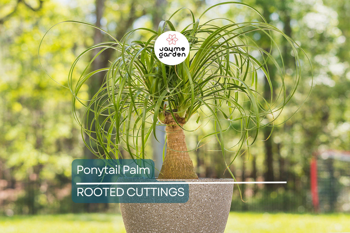 Ponytail Palm Cutting | 2" Pot | Beaucarnea Multi | Air-Purifying, Low-Maintenance, Pet-Safe Houseplant
