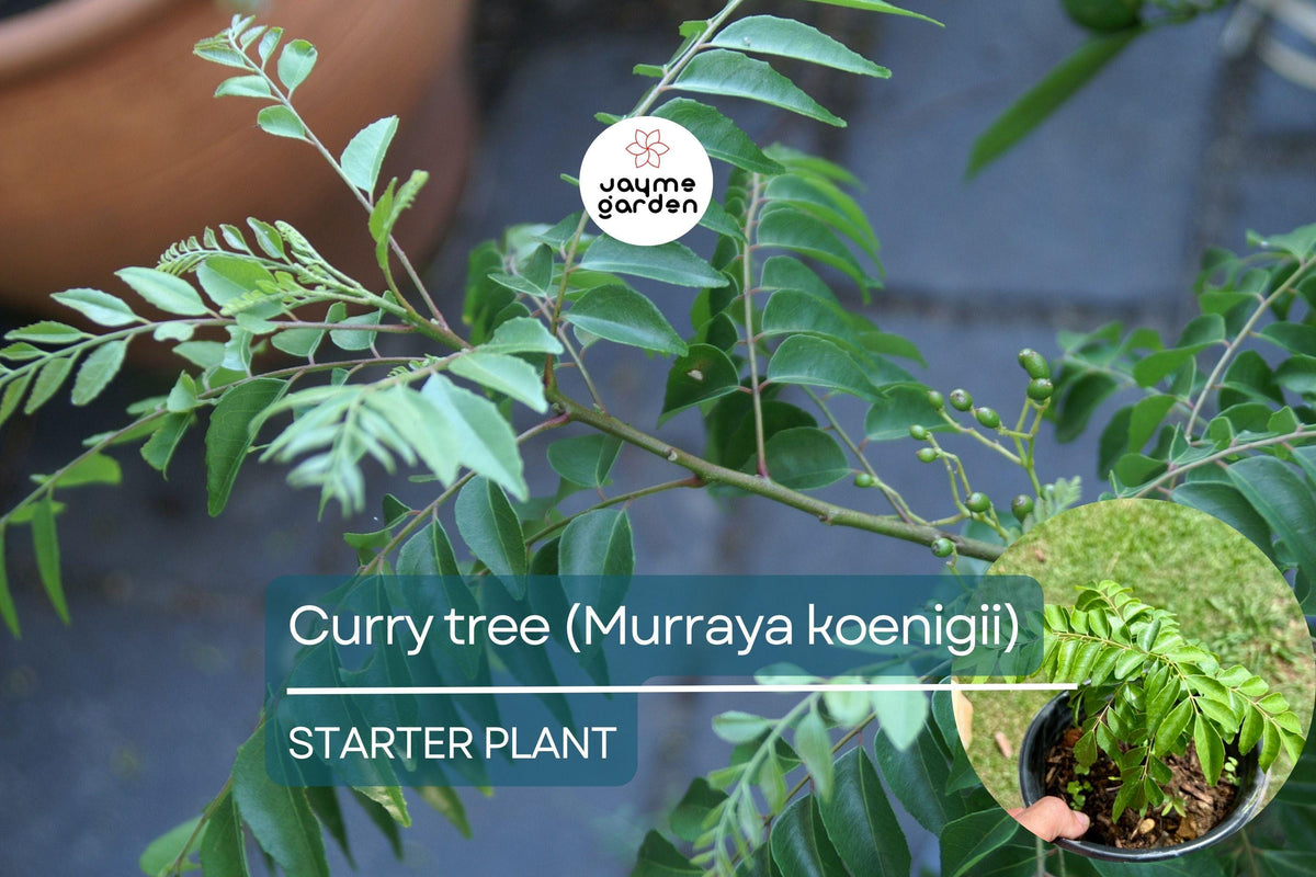 Live Curry Tree Plant 1'-2' Murraya koenigii | Culinary Herb for Indoors & Gardens | Aromatic Leaves for Cooking