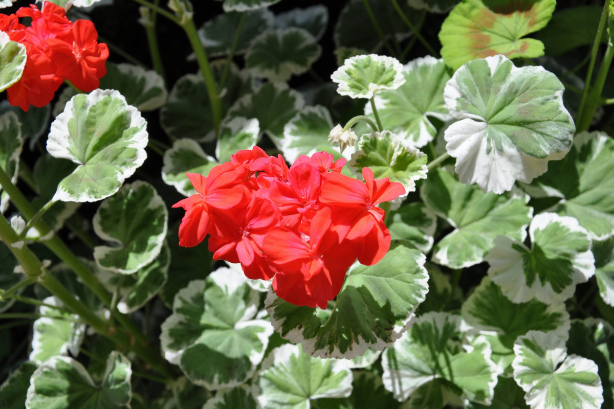 Zonal Geranium Seeds 25 Count, Vibrant Scarlet Red Blooms, Pelargonium × hortorum, Ideal for Containers & Gardens