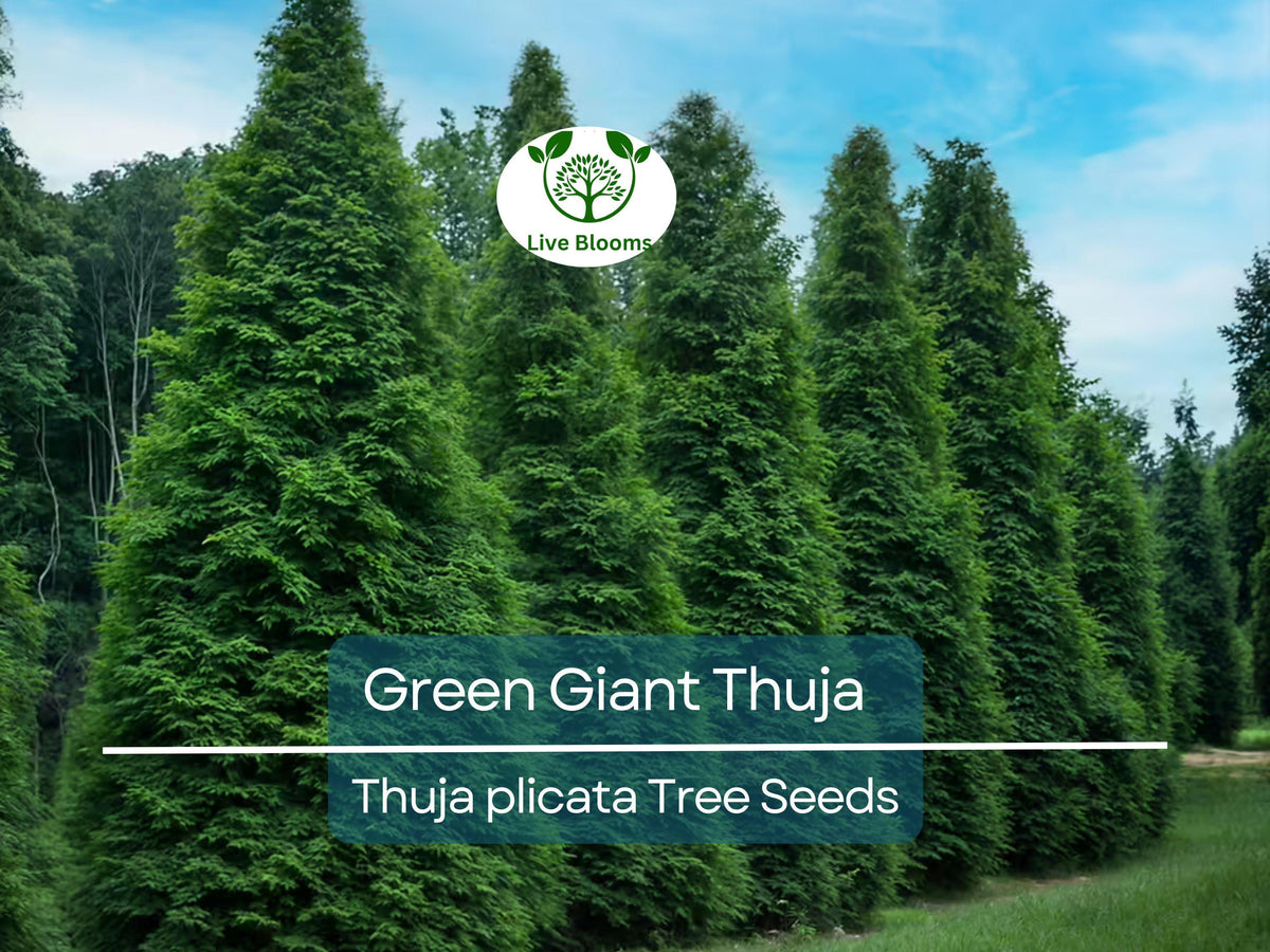 30 Green Giant Thuja Seeds | Thuja plicata | Fast-Growing Evergreen Privacy Hedge | Arborvitae Cedar for Landscaping
