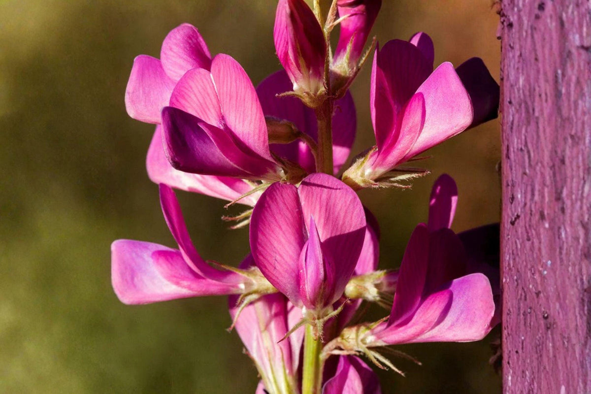 25 Seeds Utah Sweetvetch Hedysarum boreale - Drought-Tolerant Native Wildflower for Pollinators