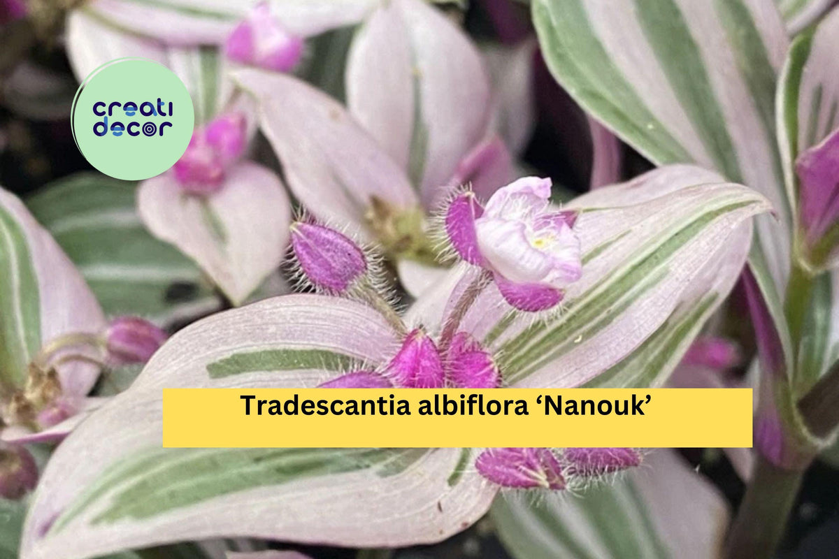 Tradescantia Nanouk Cuttings | 2 Rooted Cuttings with Pink Green Striped Foliage | Easy Indoor Houseplant for Pots & Baskets