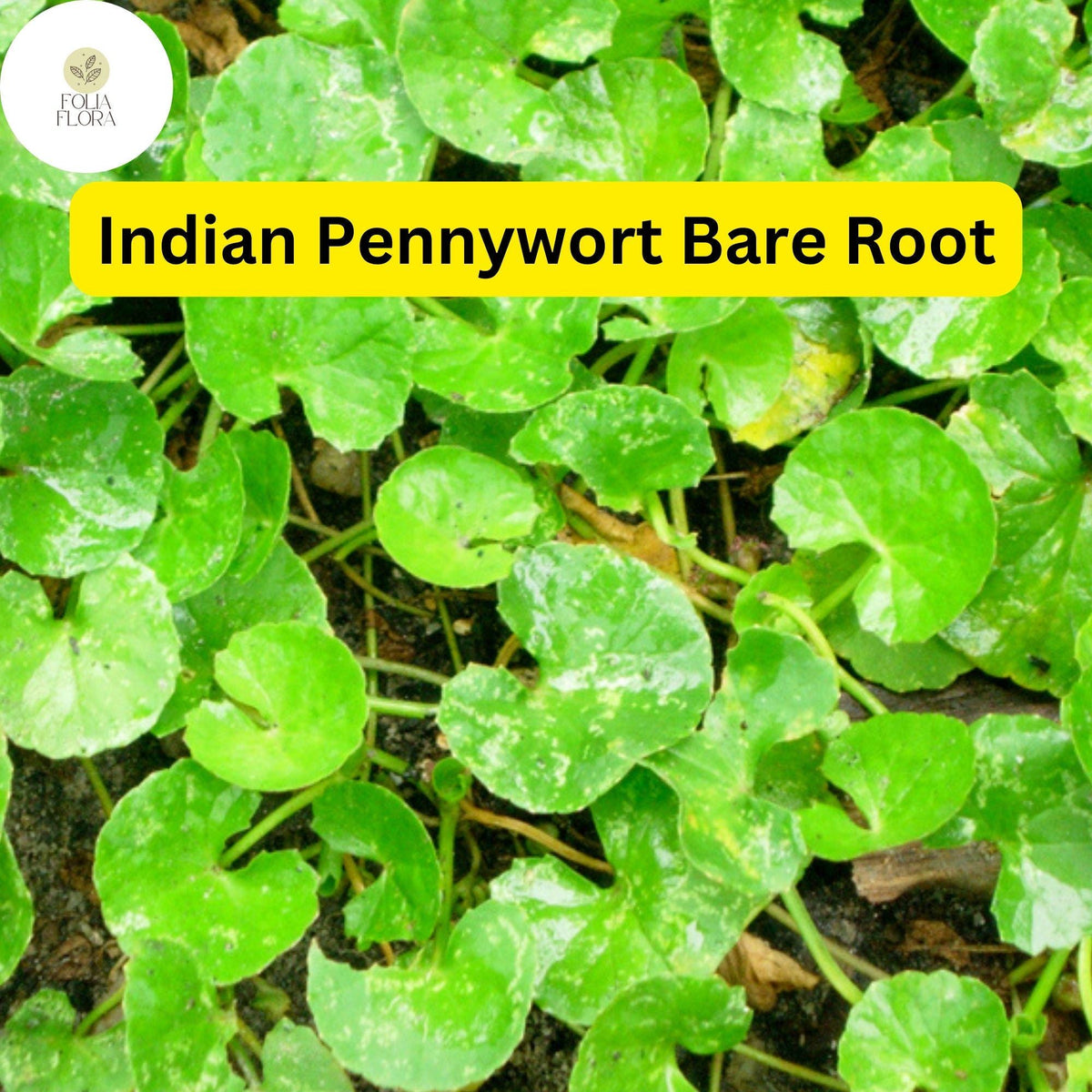 Indian Pennywort Live Plants - 10 Bare Root Edible Ground Cover - Centella asiatica - Fast-Growing, Vibrant Green Foliage