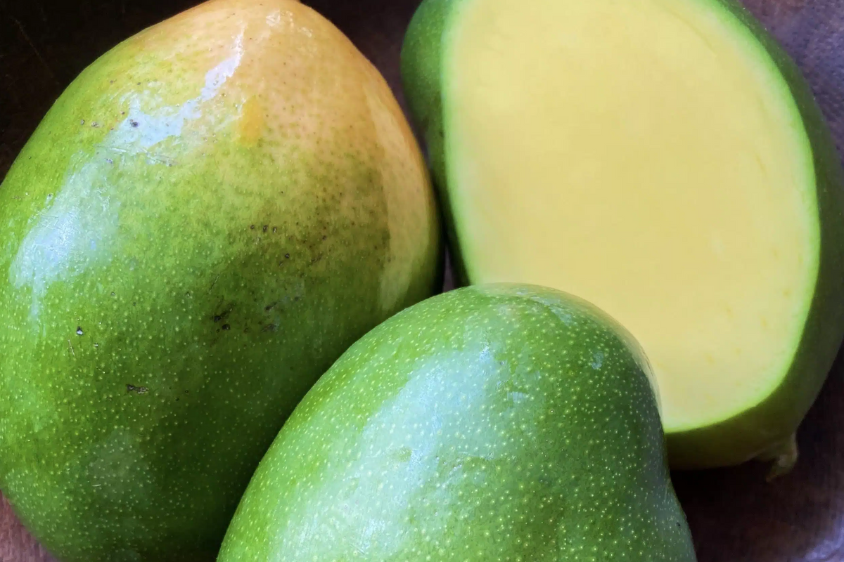 Grafted Mango Keitt Seedling - 3-4 ft Live Tropical Fruit Tree - Sweet Mangoes (Mangifera indica ‘Keitt’) for Garden or Container