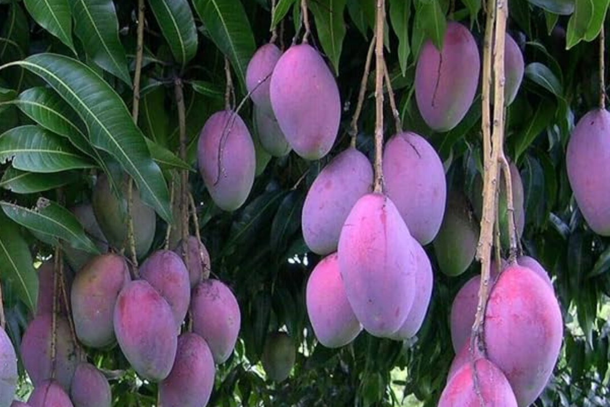 Palmer Mango Seedling 1-2 ft - Mangifera Indica - Tropical Sweet Fruit Live Plant - Ideal for Warm Climates