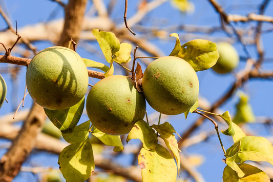 10 Bael Fruit Tree Seeds - Aegle marmelos, Bengal Quince, Sacred Stone Apple, Drought-Tolerant, Rare Edible Fruit Seeds