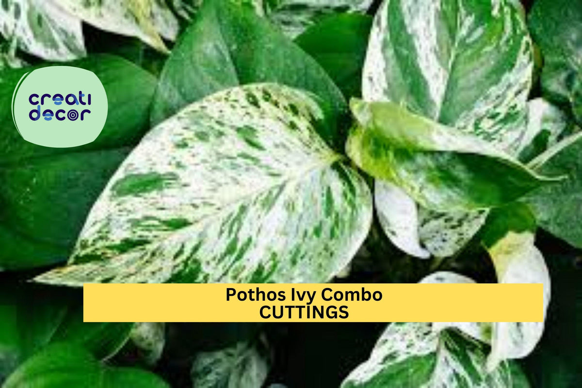 6 Pothos & Philodendron Cuttings | Marble Queen, Brasil, N'Joy | Easy Indoor Vining Plants | Epipremnum aureum, Philodendron hederaceum