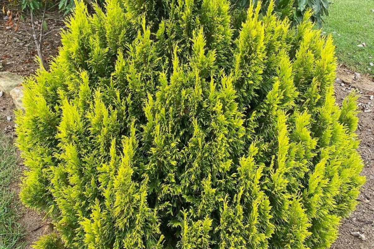 Golden Thuja Arborvitae Seedling | 8-14" Live Evergreen in Quart Pot | Privacy Hedge Plant | Thuja plicata | Zones 4-7