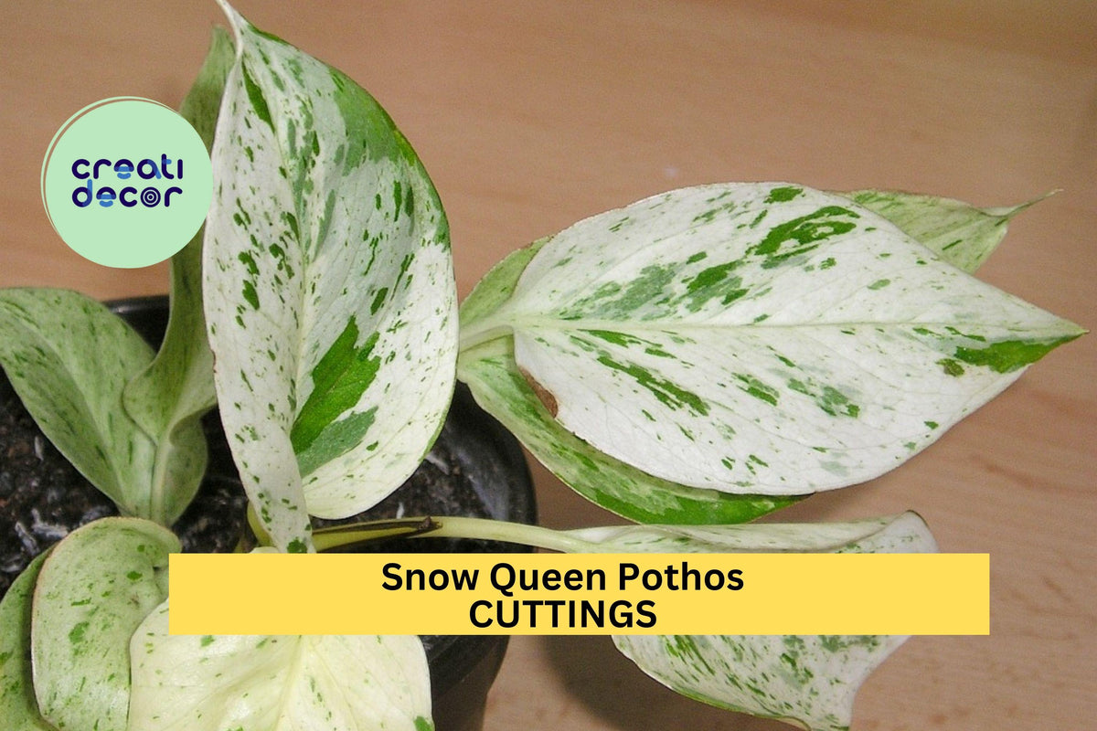Snow Queen Pothos Cuttings | 3 Unrooted Variegated Vines | Epipremnum Aureum ‘Snow Queen’ | Indoor Houseplant Starter