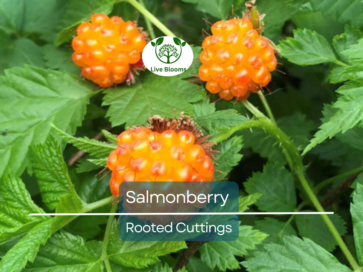 Salmonberry Rooted Cuttings 4-5" | Rubus spectabilis | Edible Berry, Hardy Perennial, Native Shrub for Landscaping