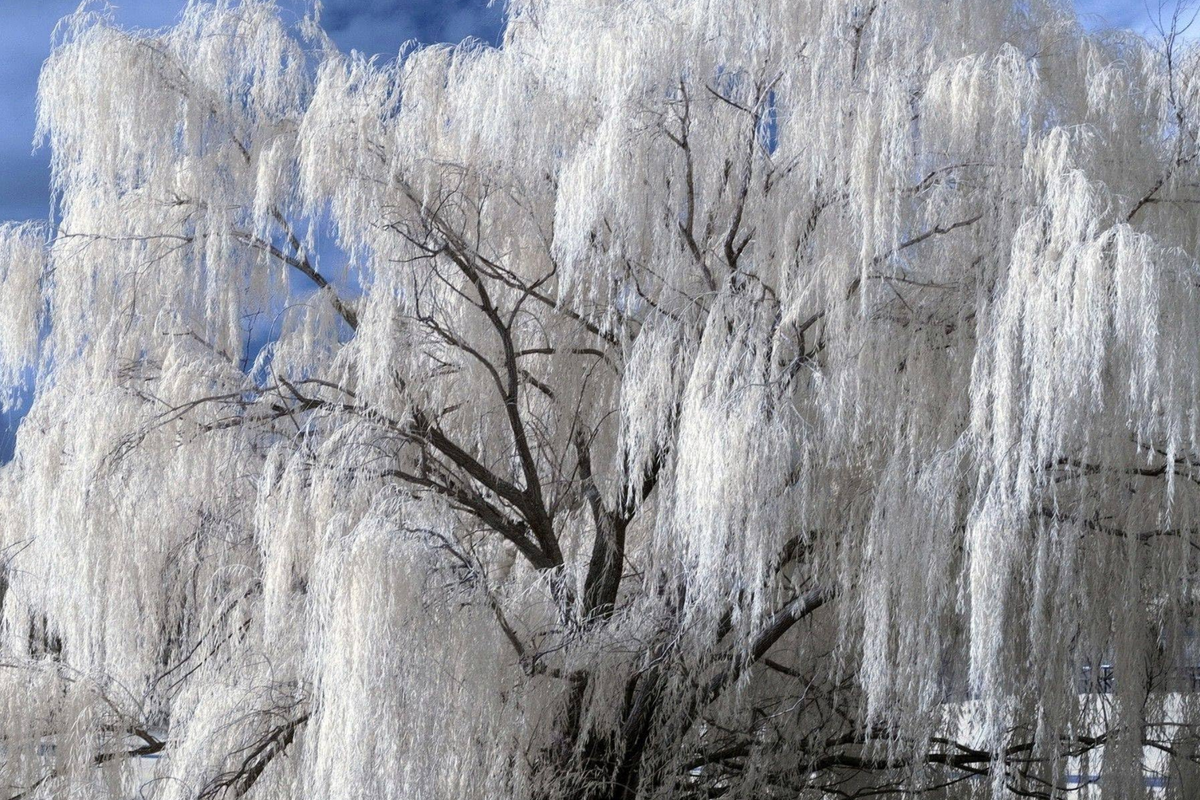 White Willow Tree Cutting | Unrooted Cutting | Silver Leaves Shimmer in Sunlight | Salix alba | Fast-Growing, Hardy Zones 3-10