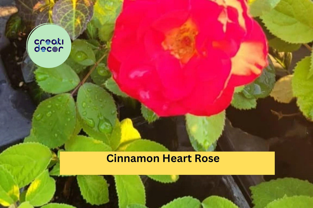 Cinnamon Heart Rose Cuttings Set | 4 Rooted Live Plants | Fragrant Flowering Rose Bushes | Rosa spp.