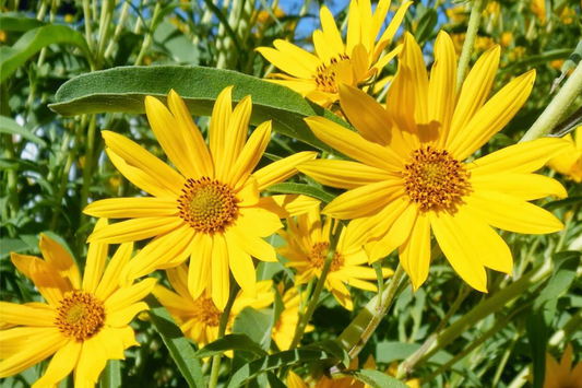 1,000 Maximilian Sunflower Seeds - Non-GMO Perennial Yellow Blooms - Helianthus maximiliani - Attracts Monarchs & Butterflies