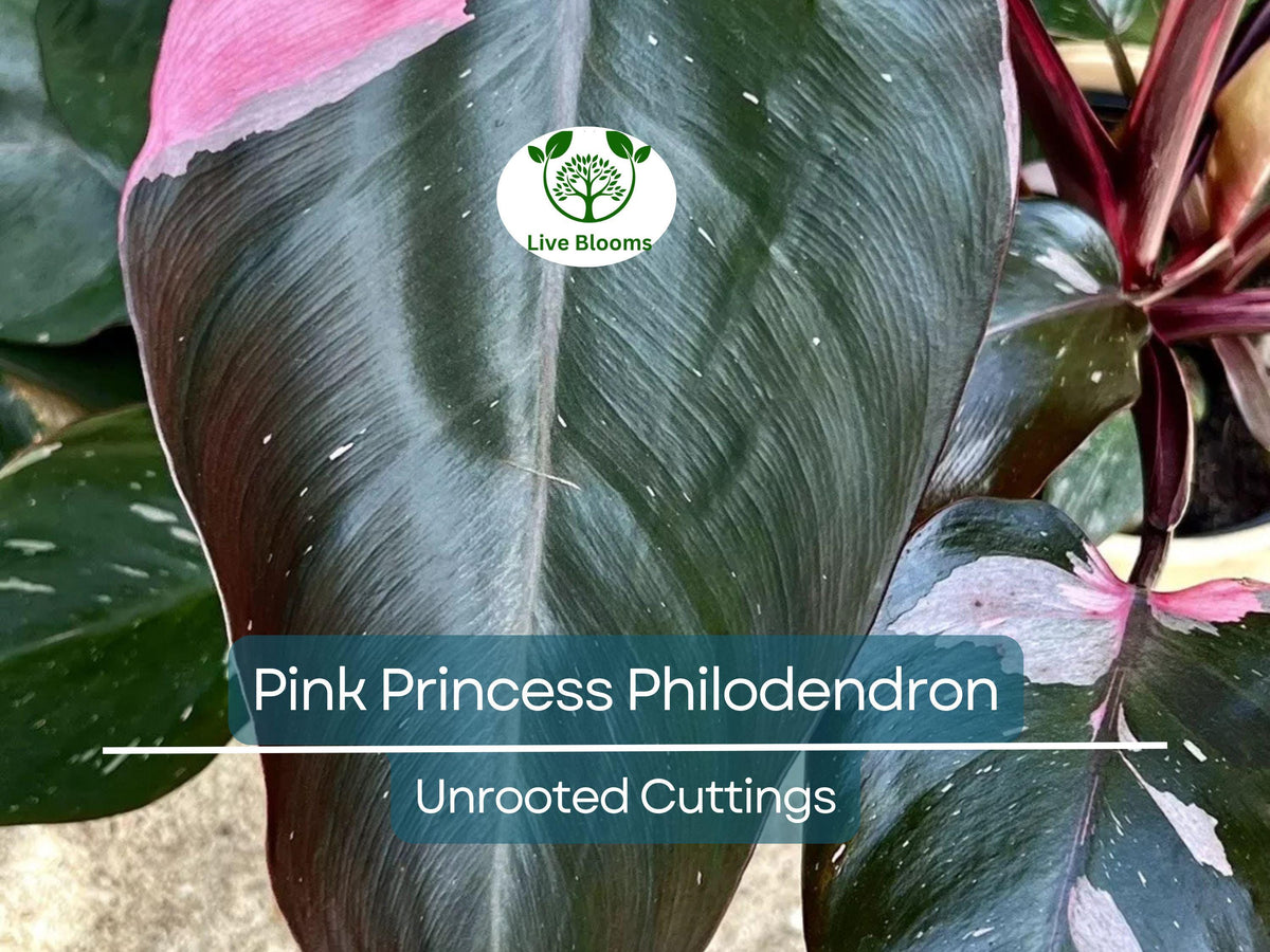 Pink Princess Philodendron Cutting - Rare Variegated Houseplant, Philodendron erubescens, Unique Pink & Green Foliage