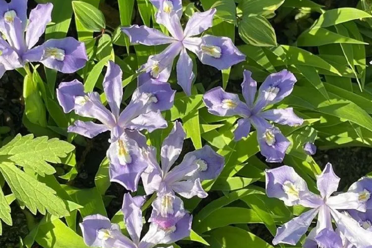 Crested Dwarf Iris Bare Root Plants - 5 Organic Iris cristata for Shade, Easy to Grow Wildflower, Pollinator-Friendly Perennial