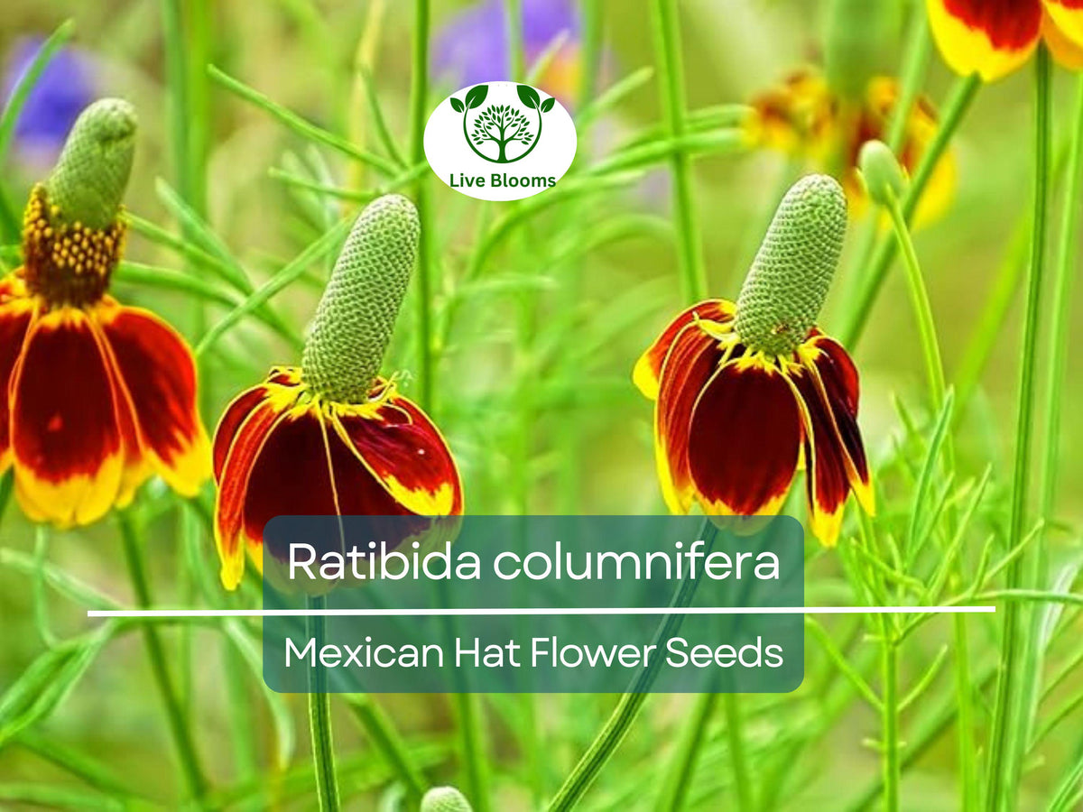 Mexican Hat Seeds (250 Count) | Ratibida columnifera | Vibrant Red & Yellow Wildflower for Pollinator Gardens and Meadows