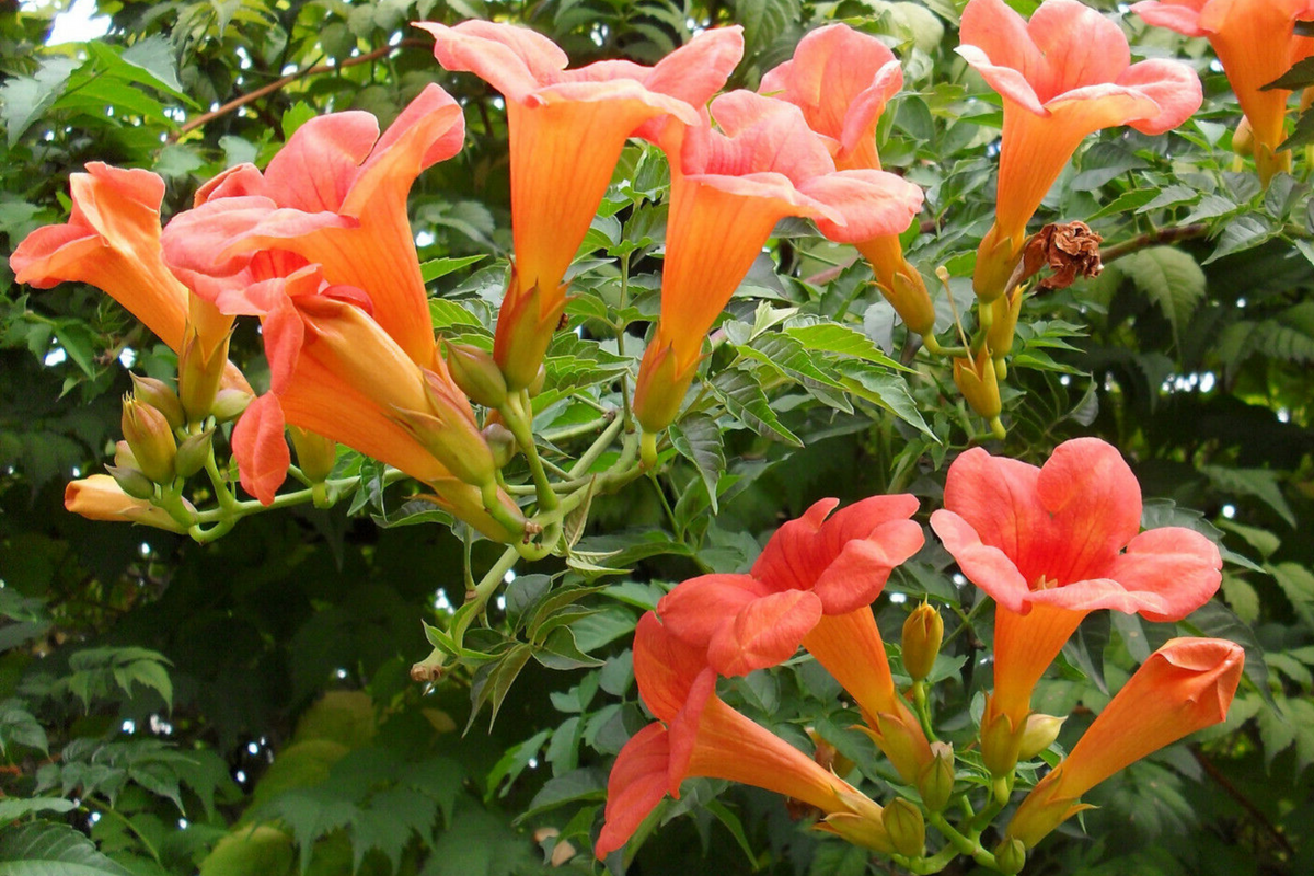 Trumpet Creeper Vine Seeds - 100+ Orange-Red Campsis Radicans - Fast-Growing Perennial for Hummingbirds - USA Seller