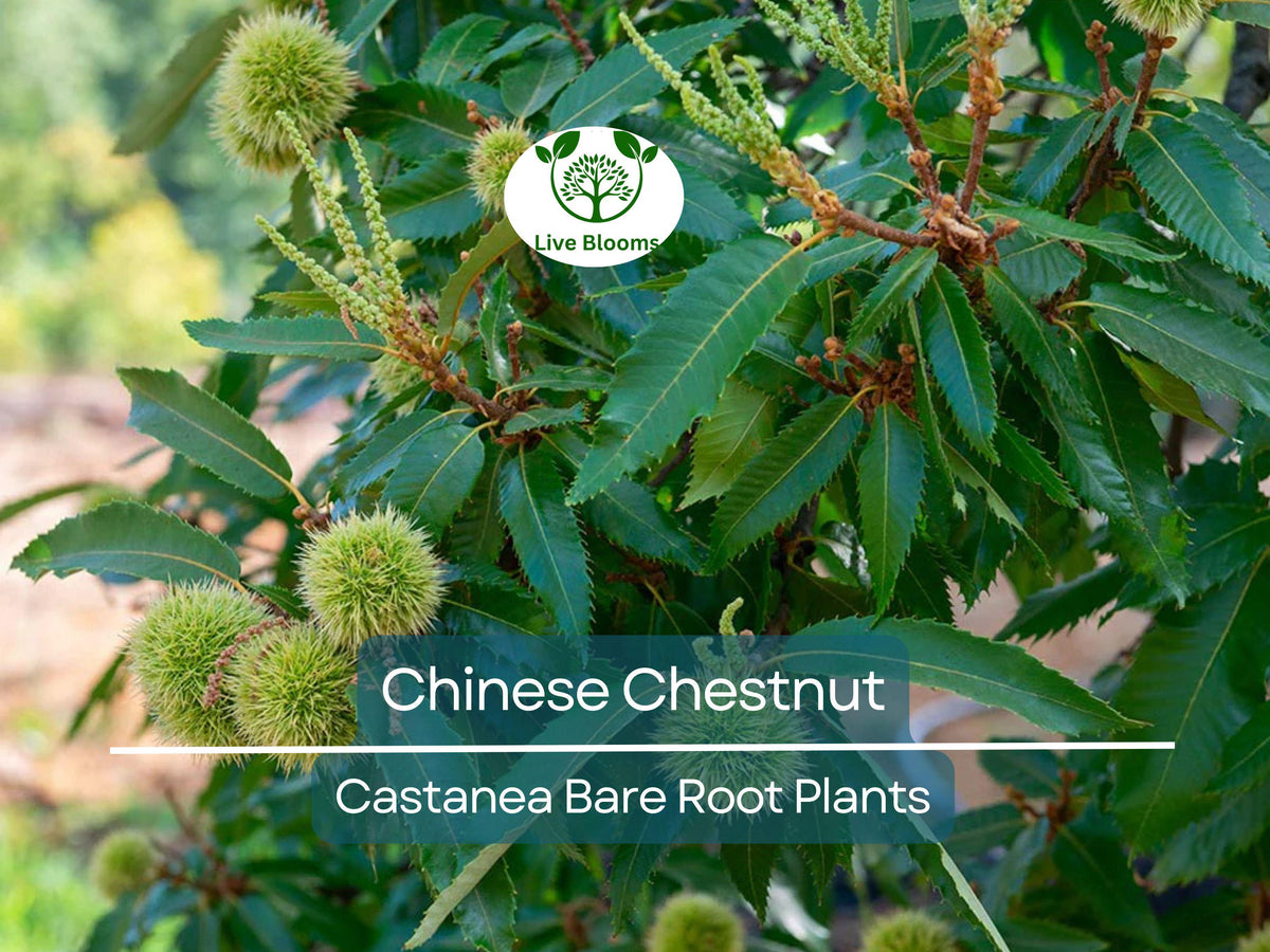Chinese Chestnut Trees - 2 Live Bare Root Seedlings - Edible Nuts - Fast Growing, Hardy - Castanea mollissima