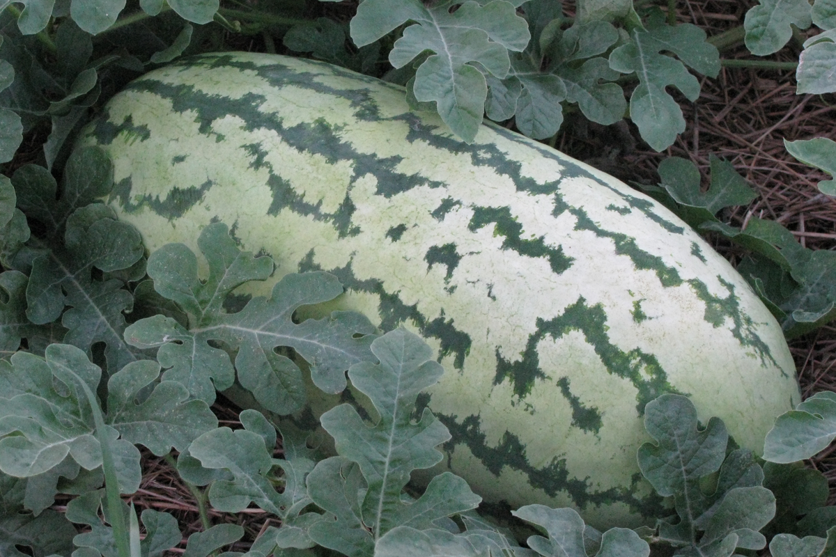 Giant Jubilee Watermelon Seeds - Heirloom, Non-GMO, Sweet Red Flesh, Citrullus lanatus, 5 Seeds per Pack, High Yield