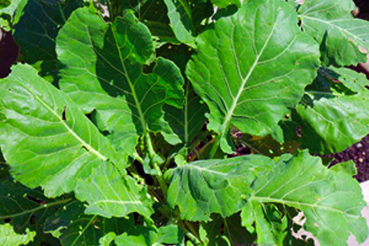 Collard Green Seeds Pack | Non-GMO Morris Heading | Brassica oleracea var. viridis | Vegetable Garden Essentials