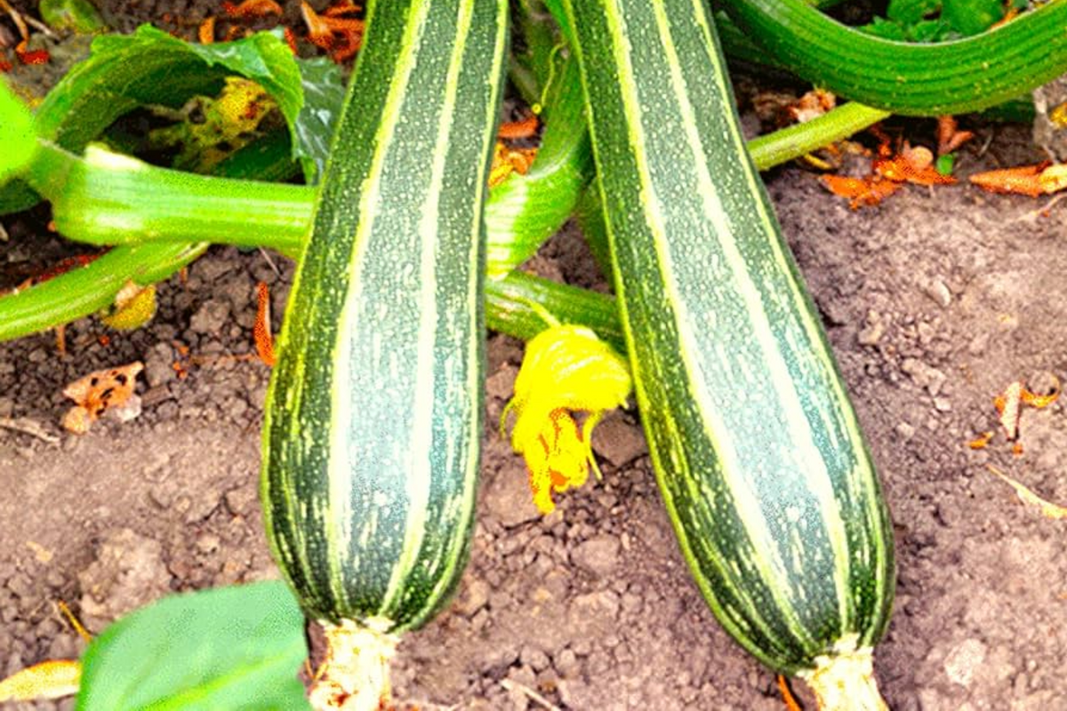 Cocozelle Zucchini Seeds - 50 Heirloom Non-GMO, High-Yield Summer Squash, Cucurbita pepo, Easy to Grow, Tender & Flavorful