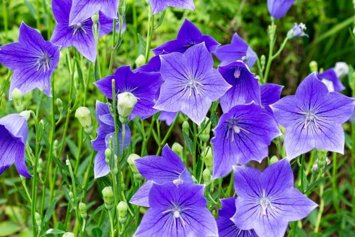 1,000 Balloon Flower Seeds - Toraji, Blue/Pink/White - Non-GMO Perennial - Platycodon grandiflorus - Easy to Grow Pollinator Plant